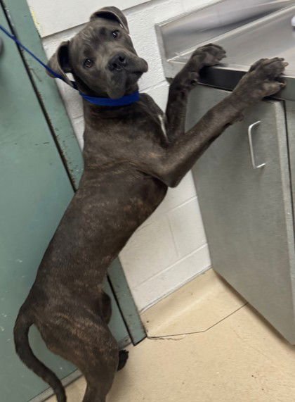 EDEN - Cane Corso Mastiff available for adoption
