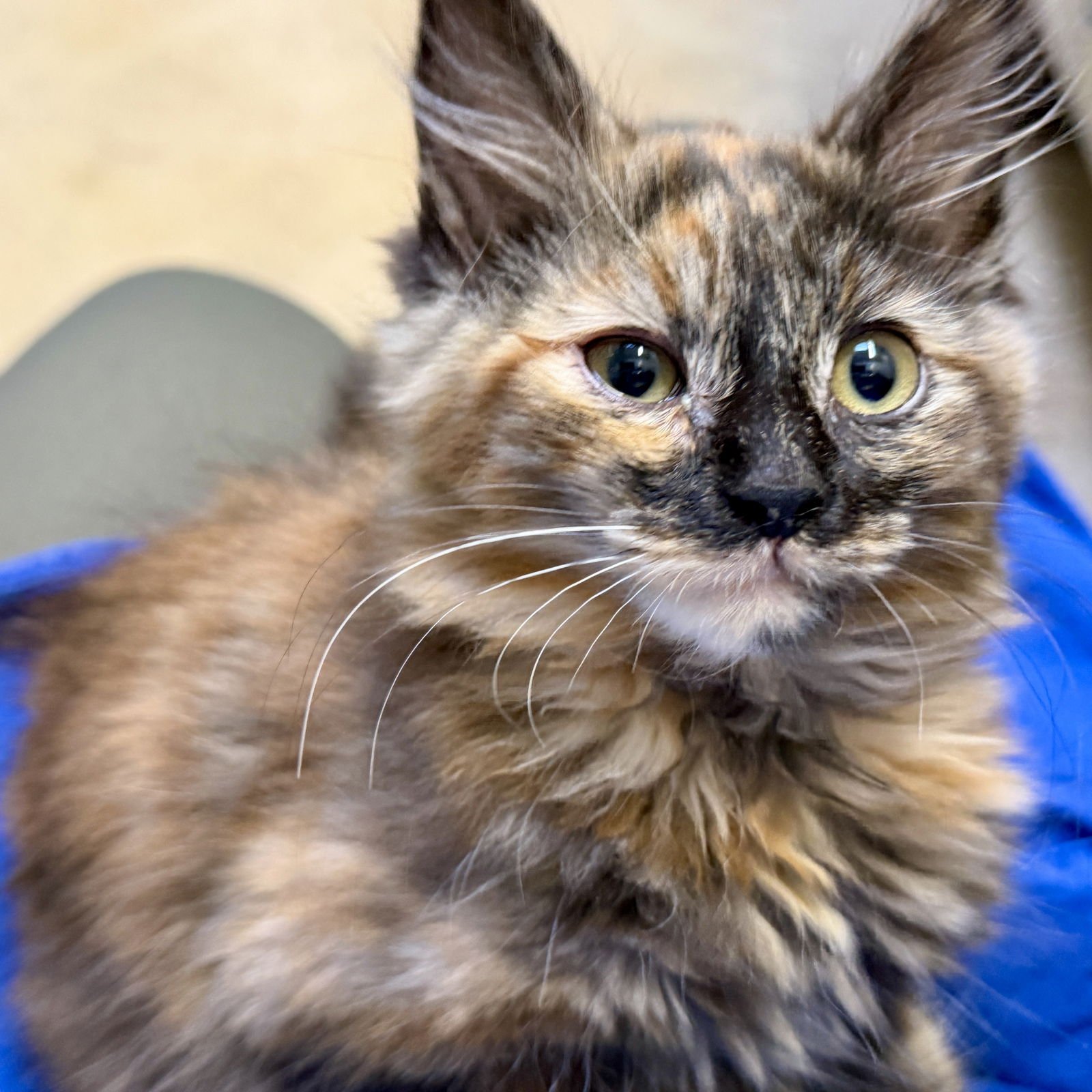 PERSIMMON (BONDED W/APRICOT) - Domestic Medium Hair available for adoption