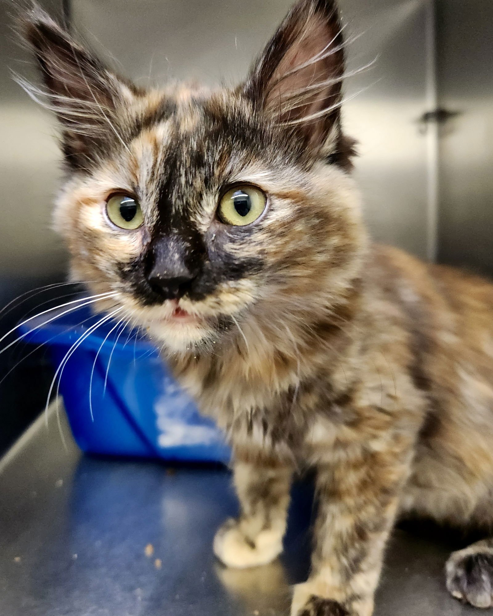 PERSIMMON (BONDED W/APRICOT) - Domestic Medium Hair available for adoption