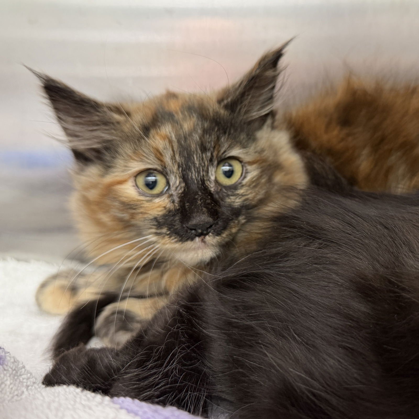 Persimmon (bonded w/Apricot) - Photo 3