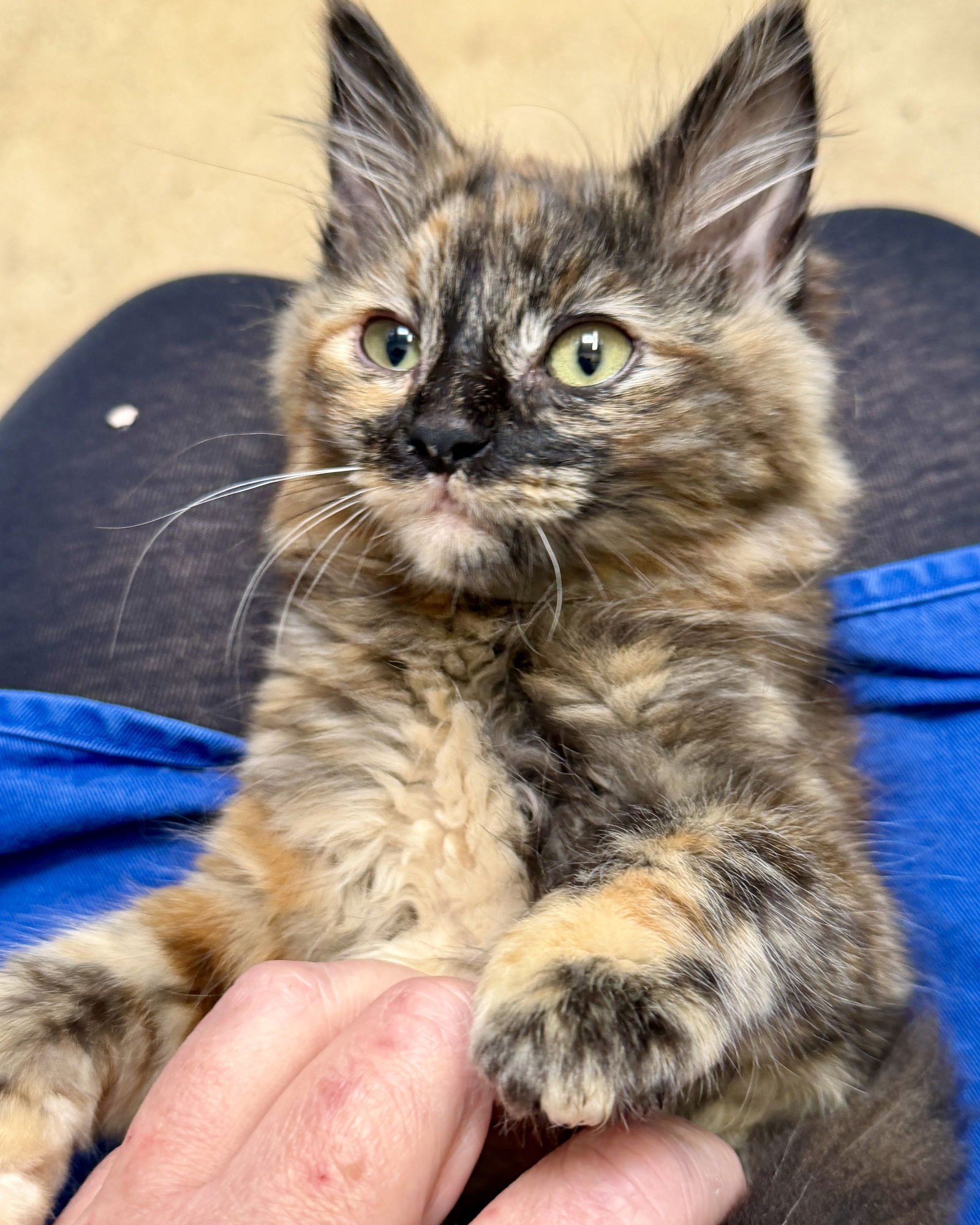 Persimmon (bonded w/Apricot) - Photo 4