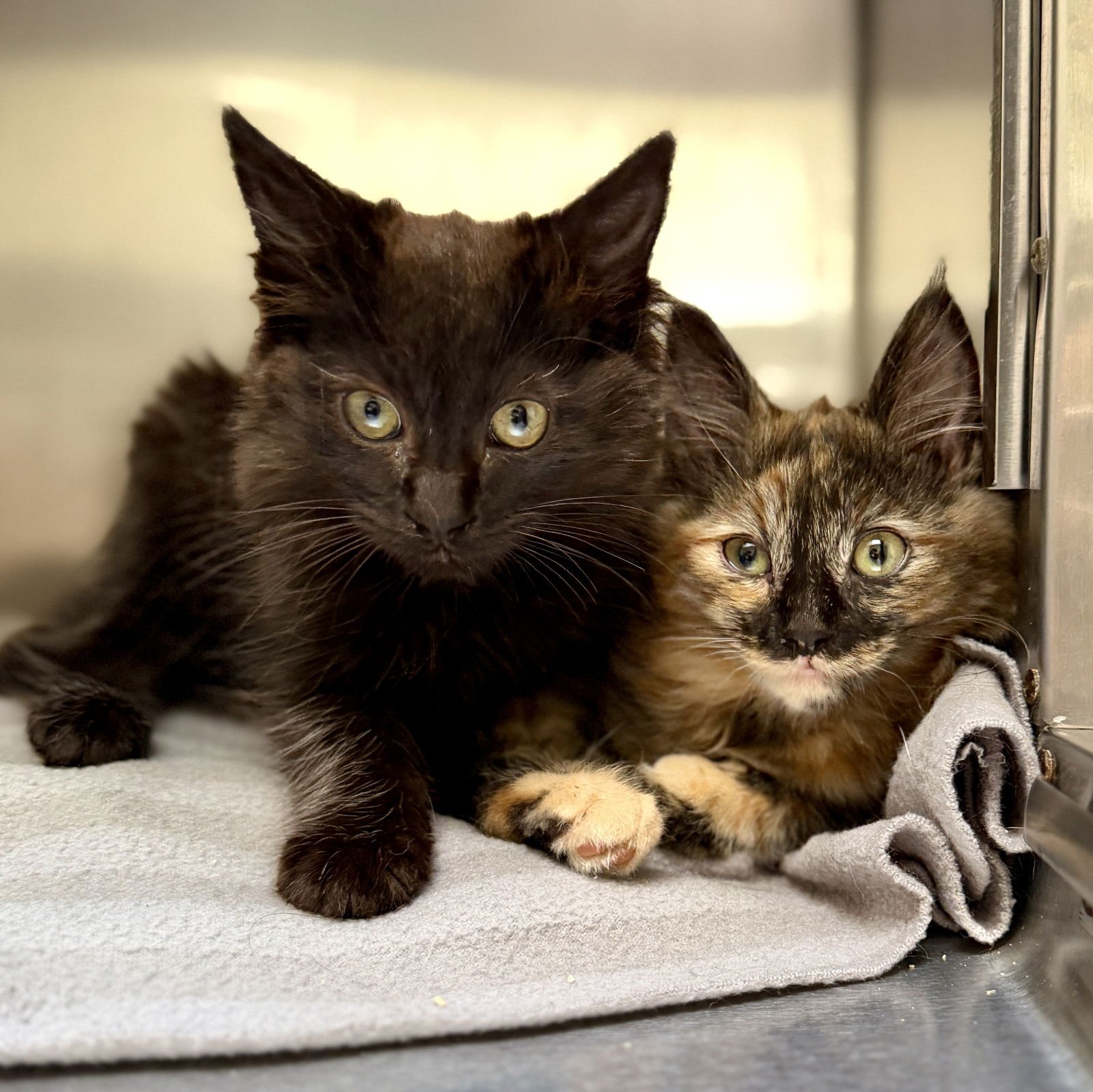 Persimmon (bonded w/Apricot) - Photo 5