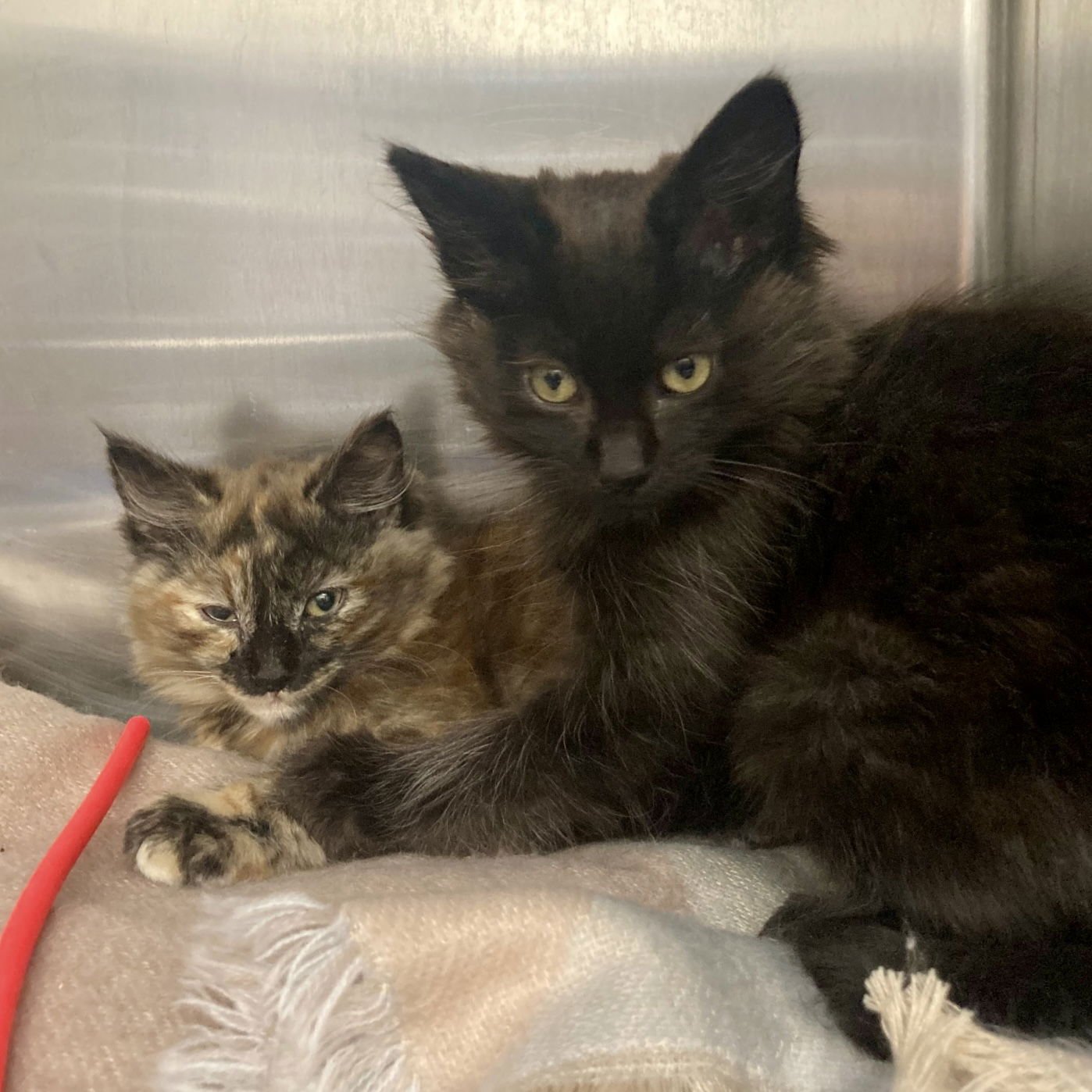 Persimmon (bonded w/Apricot) - Photo 7