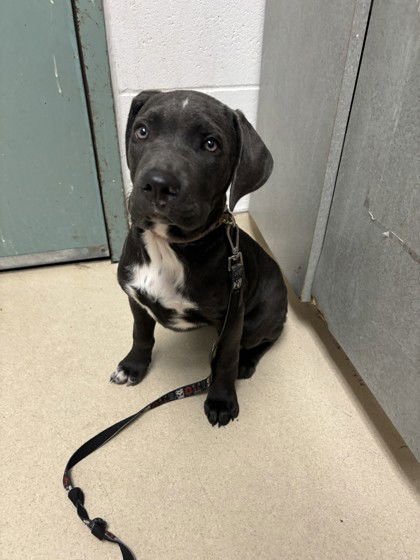 BLITZY - Cane Corso Mastiff / American Pit Bull Terrier available for adoption