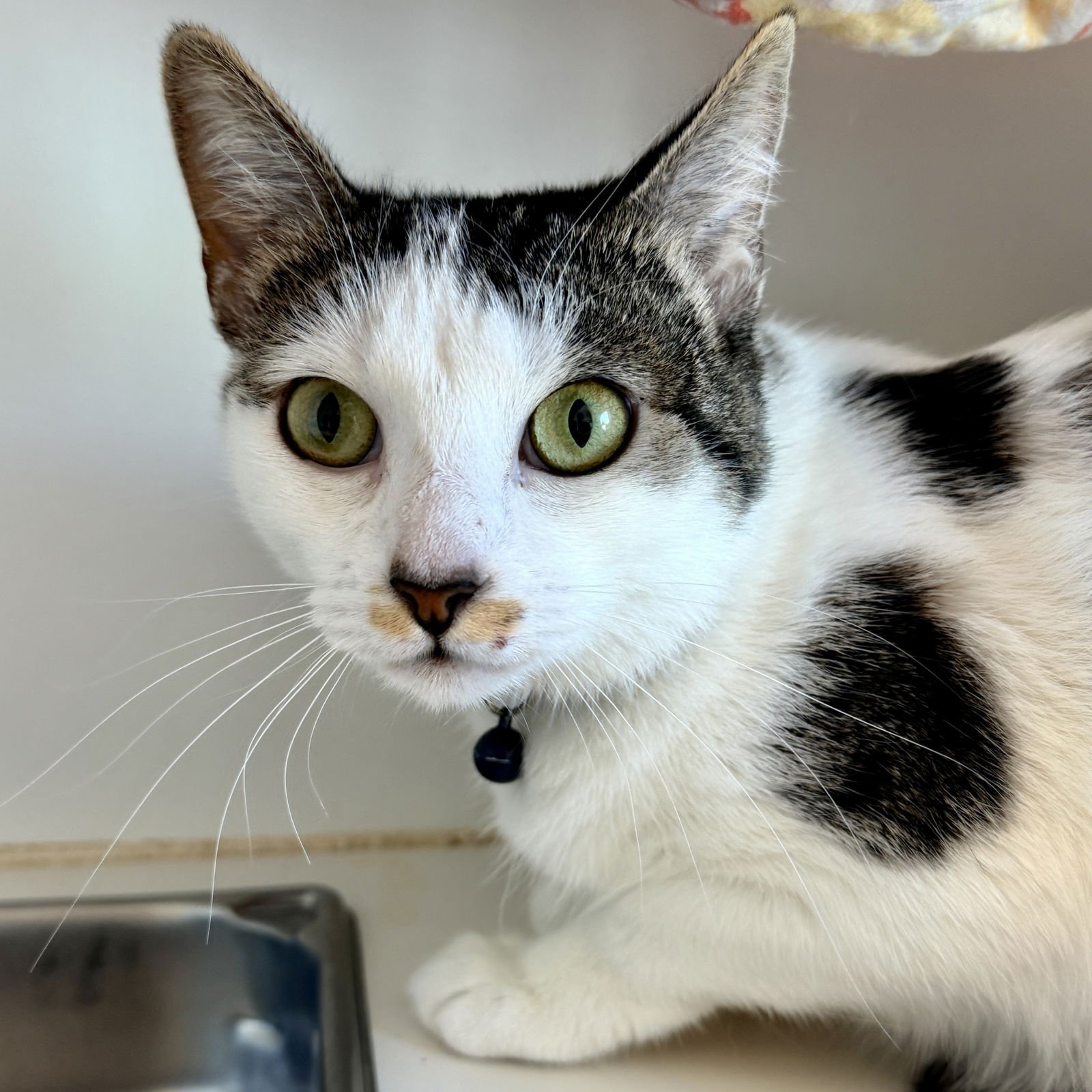 SPRINKLES - Domestic Short Hair available for adoption