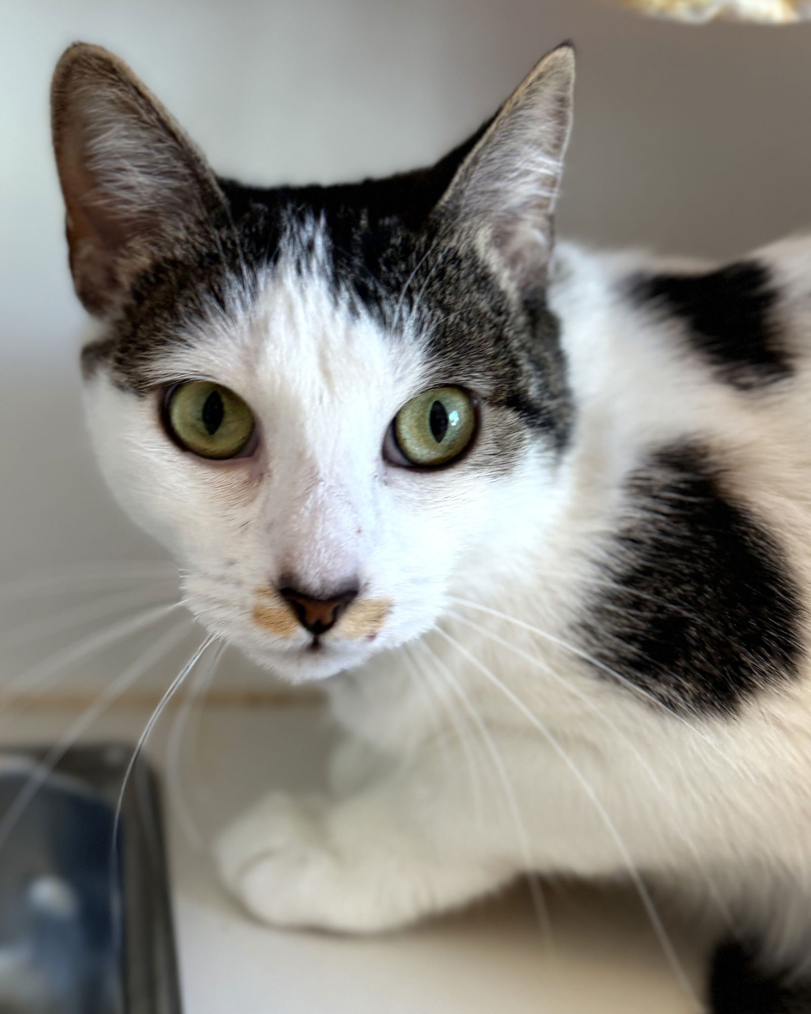 SPRINKLES - Domestic Short Hair available for adoption