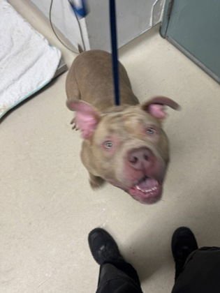 LOADED POTATO - Pit Bull Terrier available for adoption