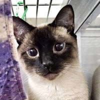 Draco (bonded w/ Nova) - Photo 2