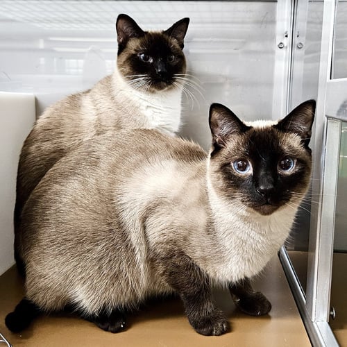 DRACO (BONDED W/ LUNA) - Siamese available for adoption
