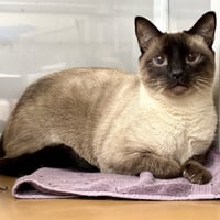Draco (bonded w/ Nova) - Photo 1