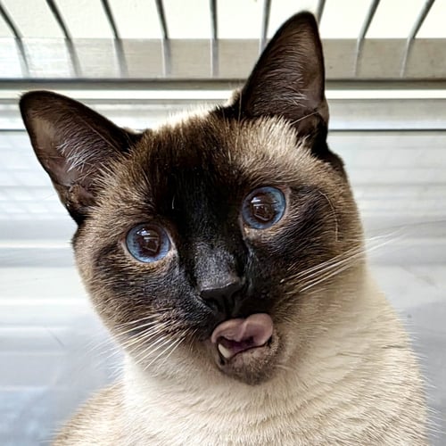 DRACO (BONDED W/ NOVA) - Siamese available for adoption