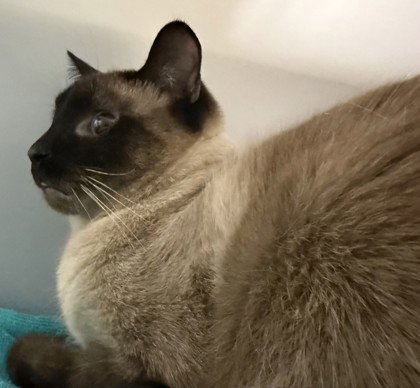 DRACO (BONDED W/ LUNA) - Siamese available for adoption