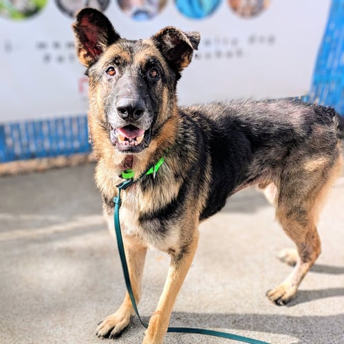 AUGUST - German Shepherd Dog available for adoption