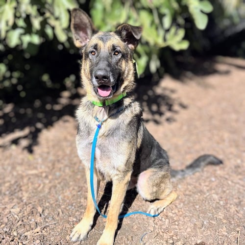 AUGUST - German Shepherd Dog available for adoption