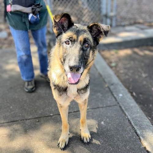 AUGUST - German Shepherd Dog available for adoption