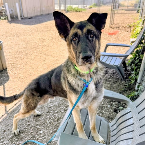 AUGUST - German Shepherd Dog available for adoption