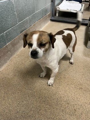 ROBERTO - Terrier available for adoption