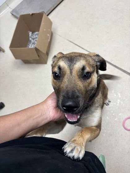 HALLE BERRY - Unknown available for adoption