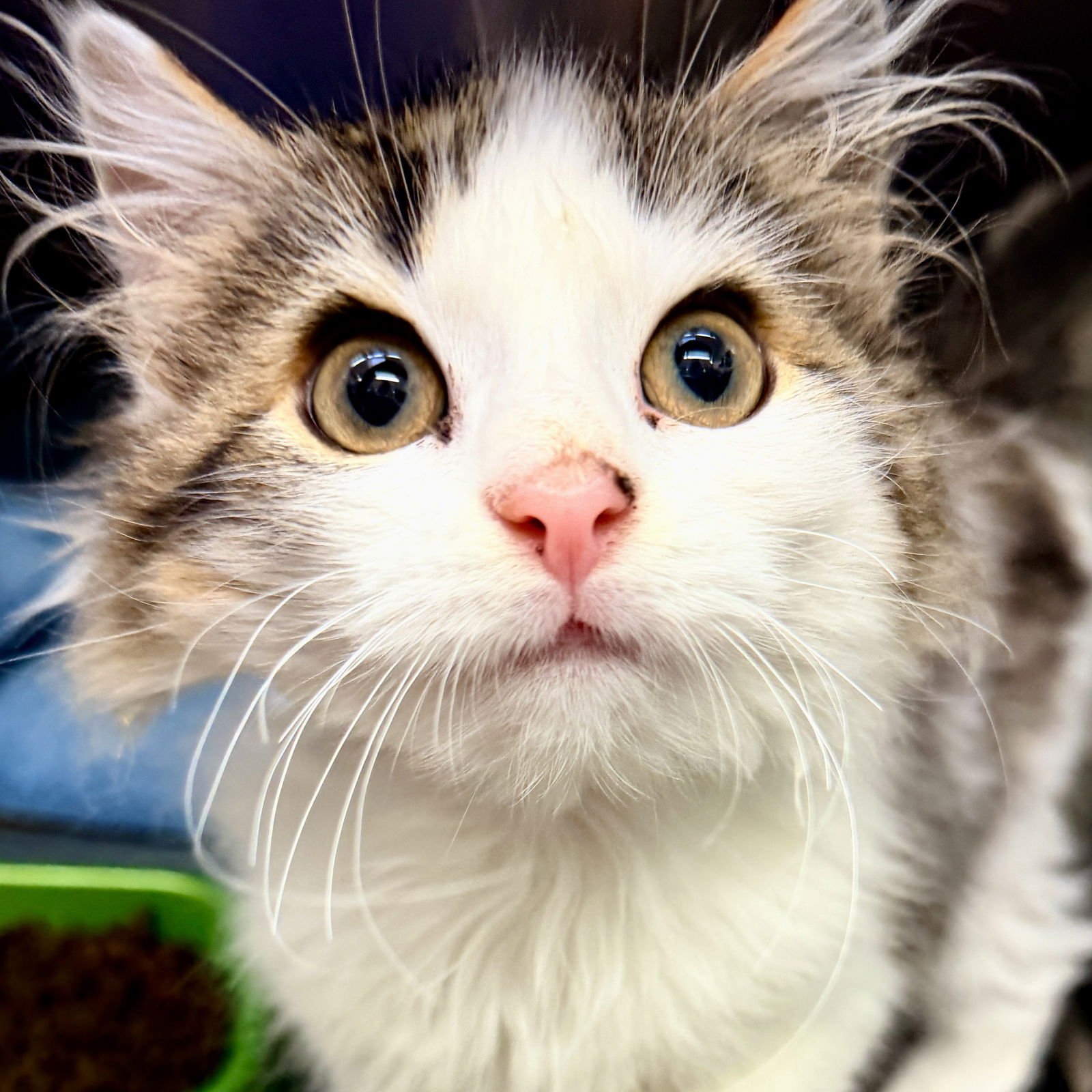 FLUFFERNUTTER - Domestic Medium Hair available for adoption