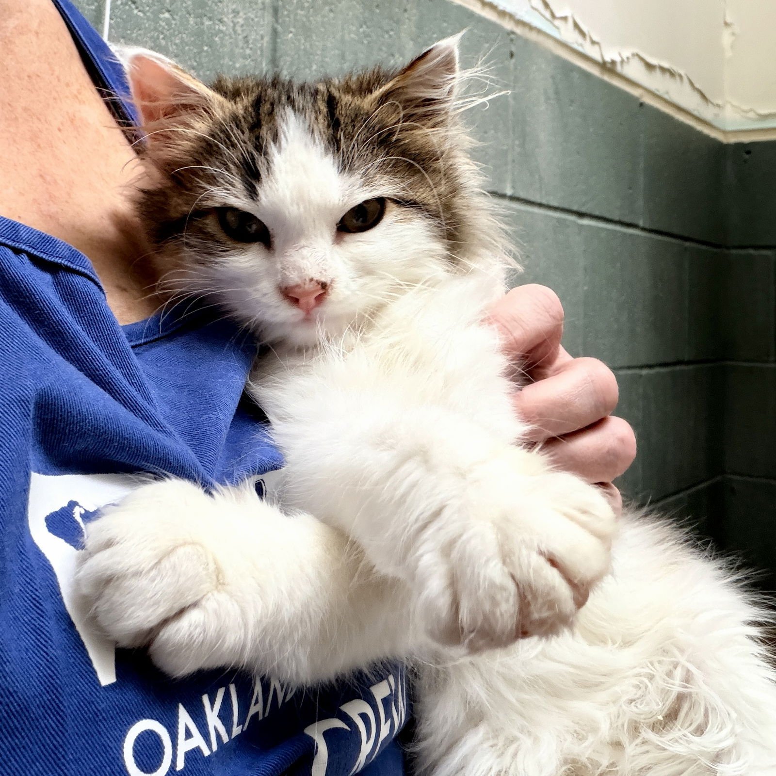 FLUFFERNUTTER - Domestic Medium Hair available for adoption