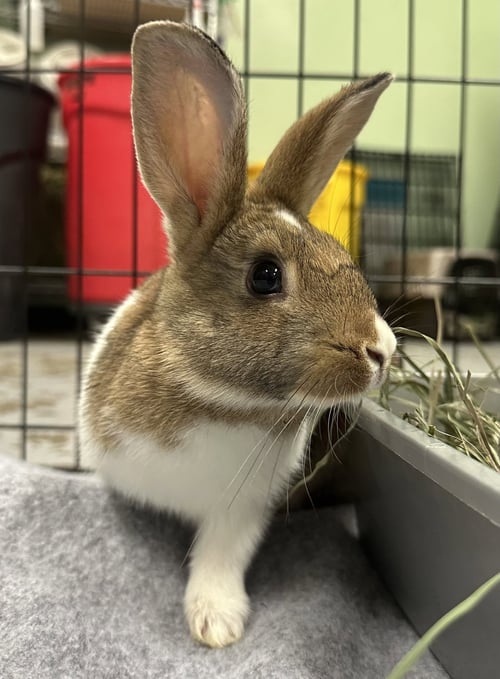 PUCK - American available for adoption