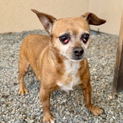 TURBINA - Chihuahua available for adoption