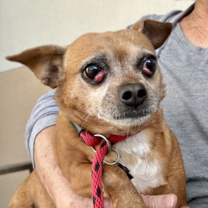 TURBINA - Chihuahua available for adoption