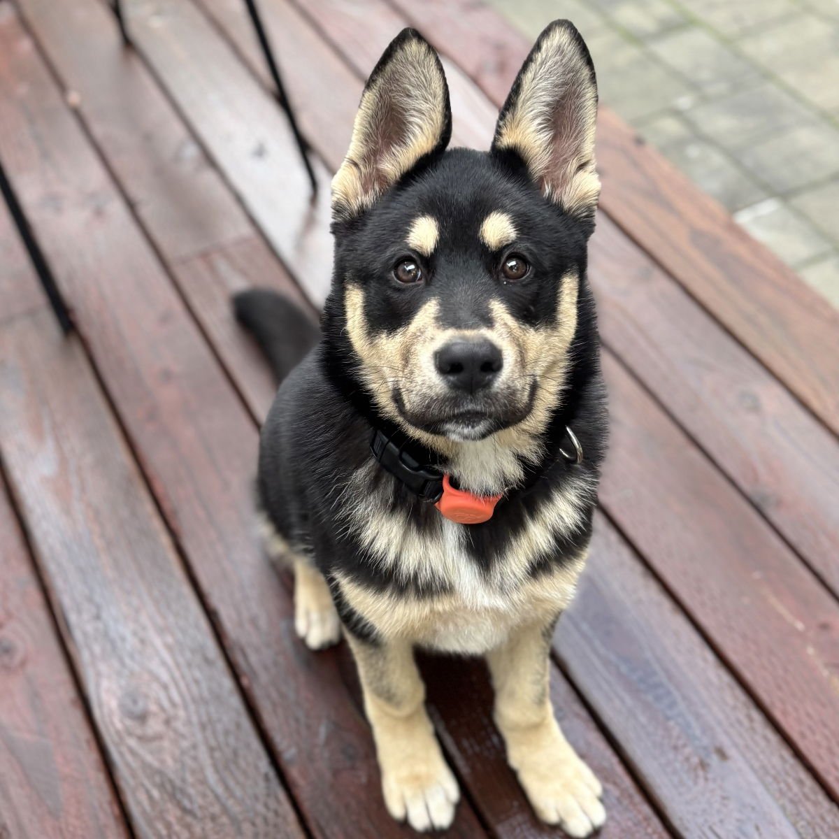 NIKO - German Shepherd Dog available for adoption