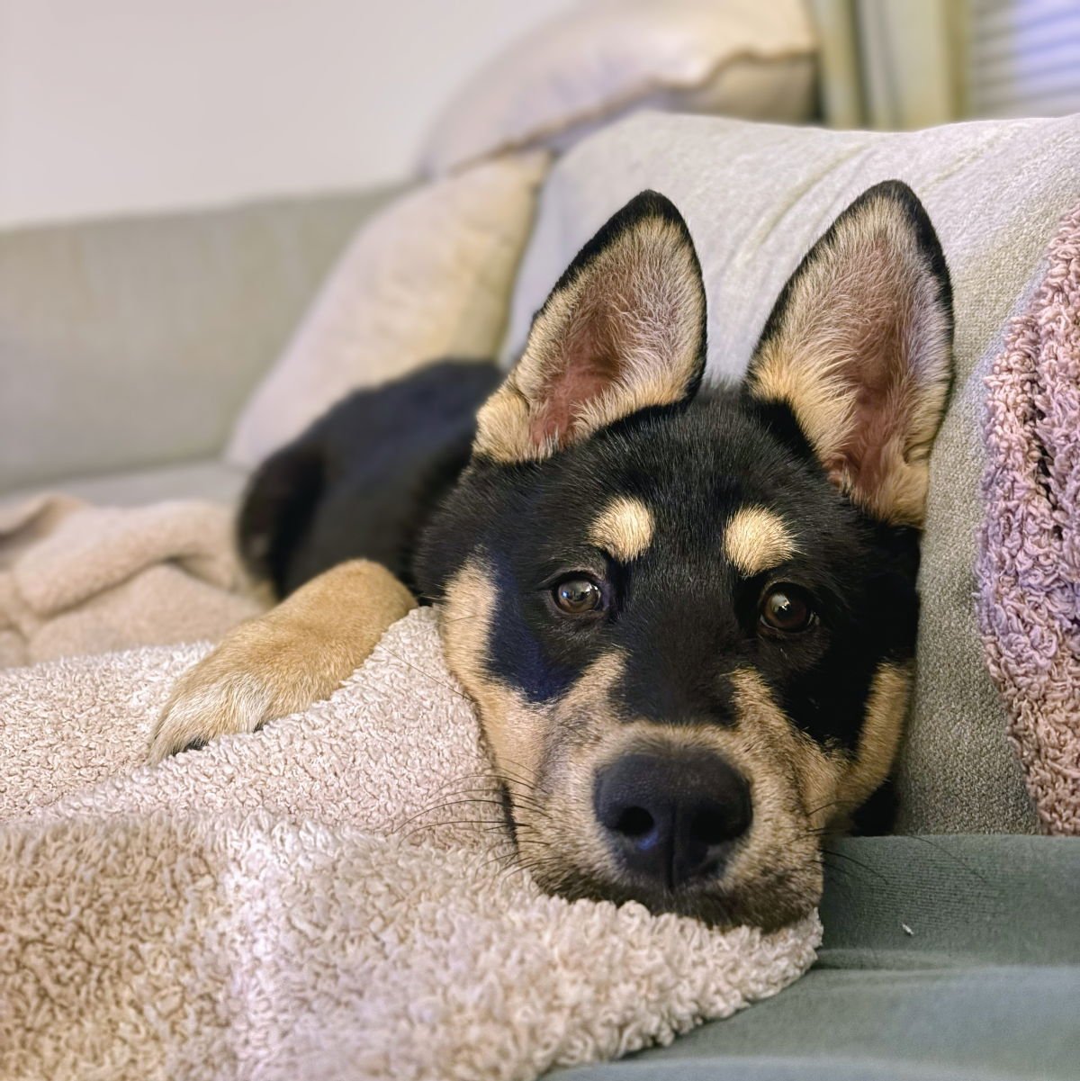 NIKO - German Shepherd Dog available for adoption