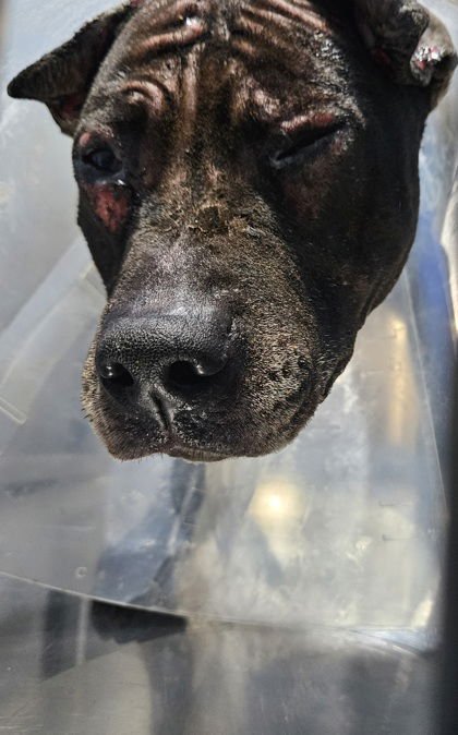 LADY B - American Pit Bull Terrier available for adoption