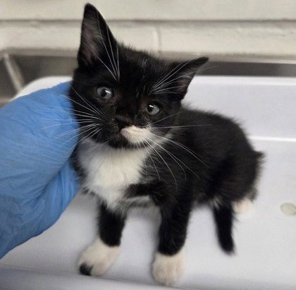 Patch (bonded with Gizmo) Image