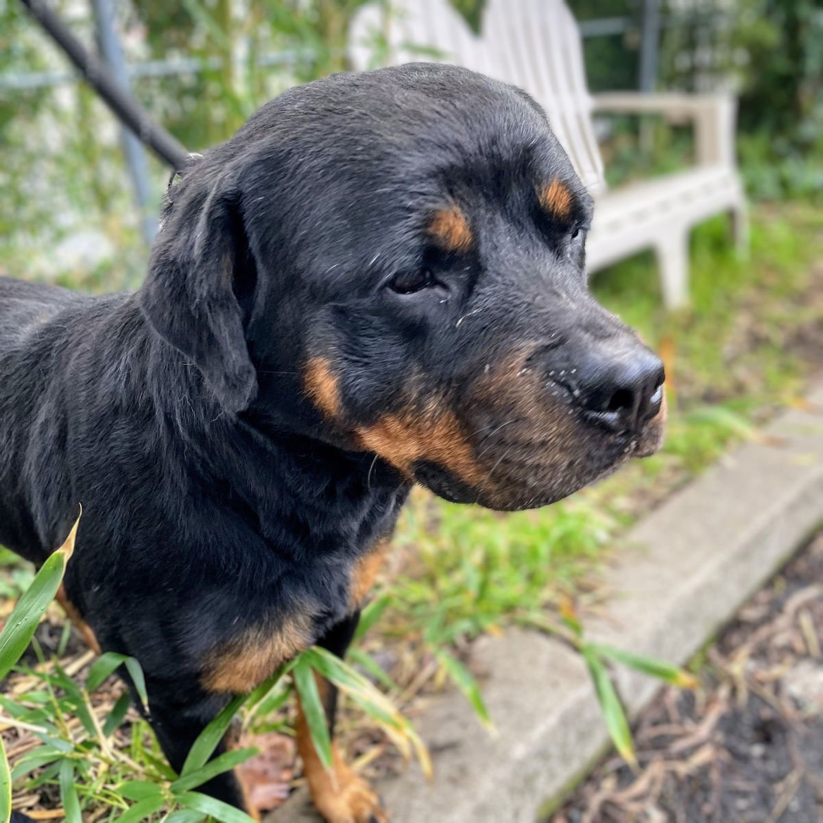 BARCELONA - Rottweiler available for adoption
