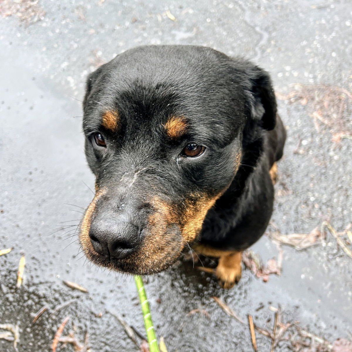 BARCELONA - Rottweiler available for adoption