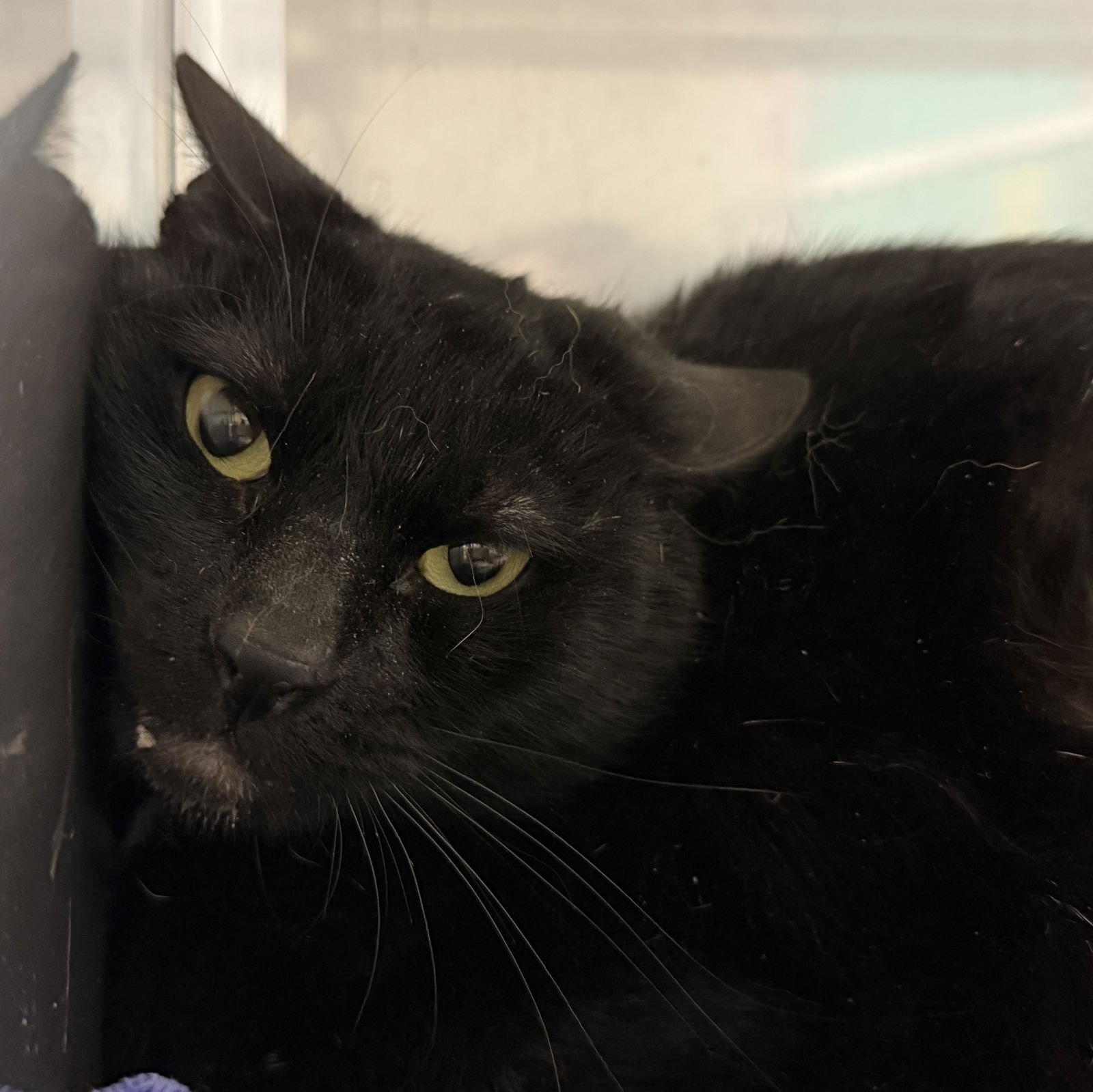 LIDDY - Domestic Short Hair available for adoption