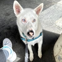 Paloma - Photo 6