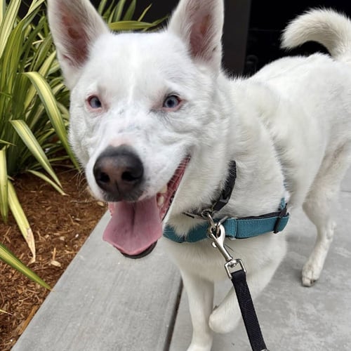 PALOMA - Australian Cattle Dog/Blue Heeler / Siberian Husky for adoption in Hayward
