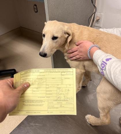 MISSY DABICE - Poodle (Standard) / Shepherd available for adoption