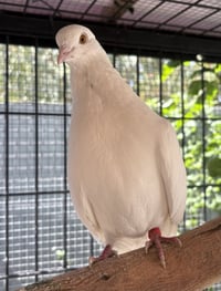 Little Foot - Photo 1