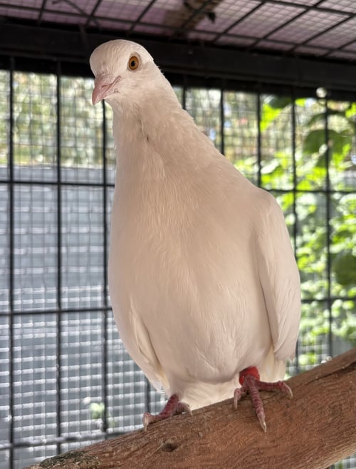 LITTLE FOOT - Pigeon available for adoption