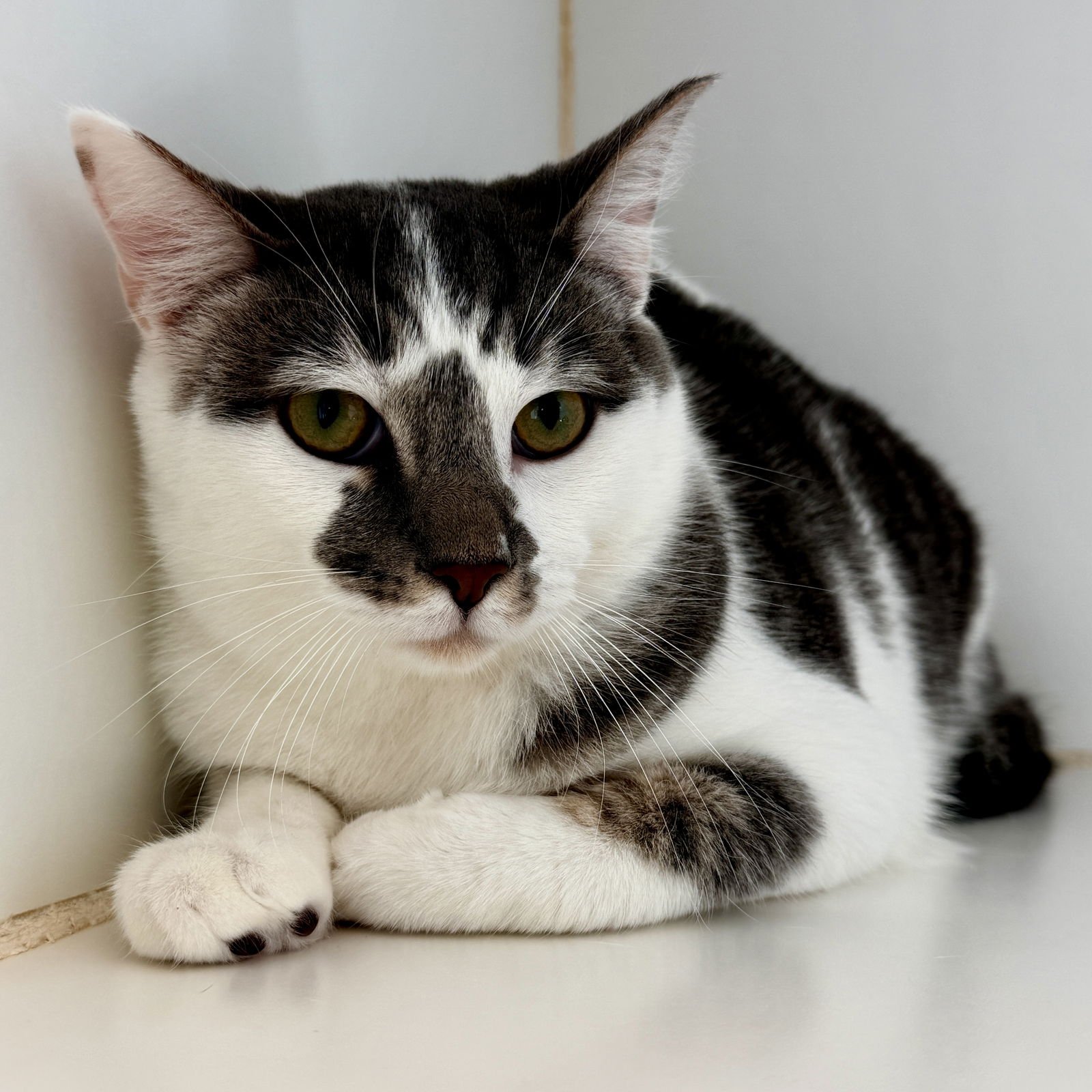 DOMINO (BONDED W/DEXTER) - Domestic Short Hair available for adoption