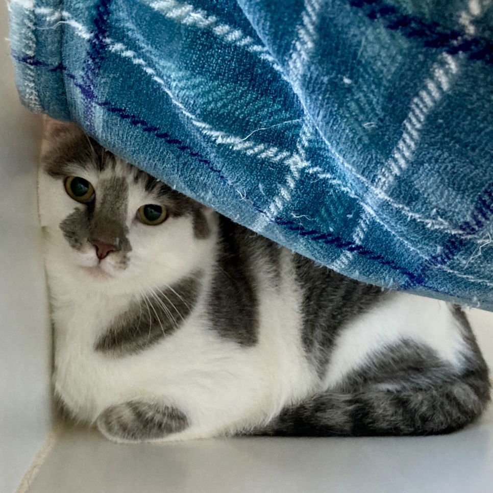 DOMINO (BONDED W/DEXTER) - Domestic Short Hair available for adoption