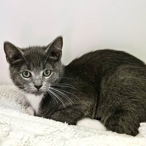 SWEATSHIRT (BONDED W/ HOODIE) - Domestic Short Hair available for adoption