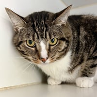 Paws (bonded w/Mamas) - Photo 1