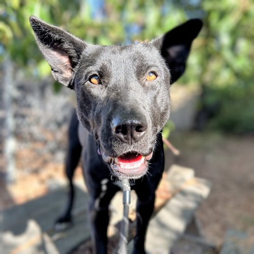 MONA - Shepherd available for adoption