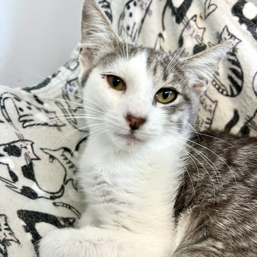 AMELIA - Domestic Short Hair available for adoption