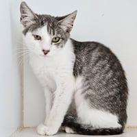 Amelia - Photo 2