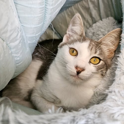 AMELIA - Domestic Short Hair available for adoption