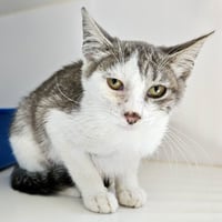 Amelia - Photo 5
