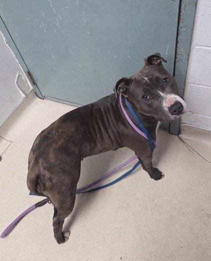 CHEERFUL - Pit Bull Terrier available for adoption