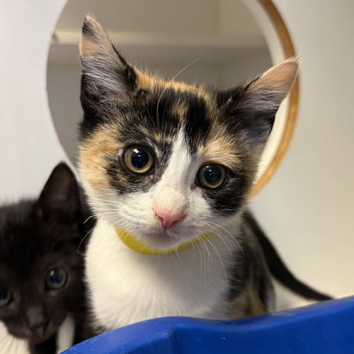 LILY (BONDED W/ LUNA) - Domestic Short Hair available for adoption